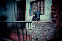 Street Photography, India (8 of 18)